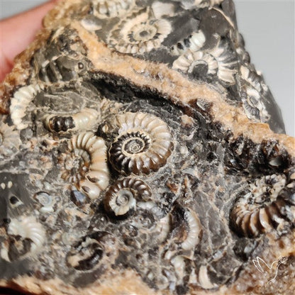 Rare Large Fossil Marston Marble Ammonite Fossil