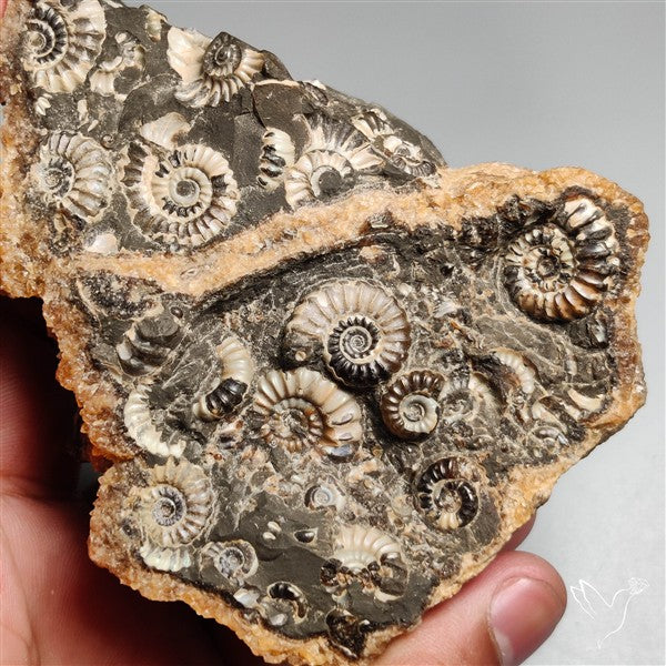 Rare Large Fossil Marston Marble Ammonite Fossil