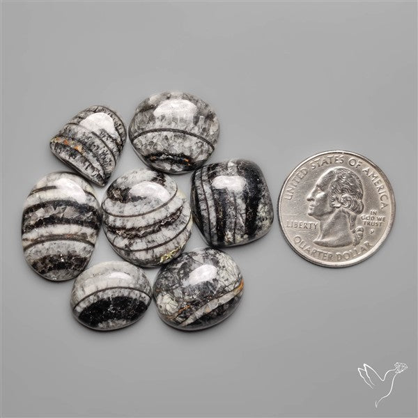 Orthoceras Fossils Lot