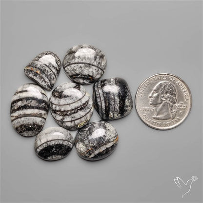 Orthoceras Fossils Lot