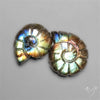 Labradorite Ammonite Carvings Lot