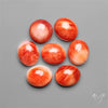 Spiny Oyster Shell Calibrated Cabochons Lot
