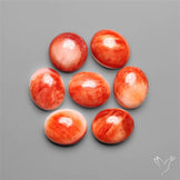 Spiny Oyster Shell Calibrated Cabochons Lot