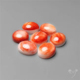 Spiny Oyster Shell Calibrated Cabochons Lot