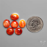 Spiny Oyster Shell Calibrated Cabochons Lot