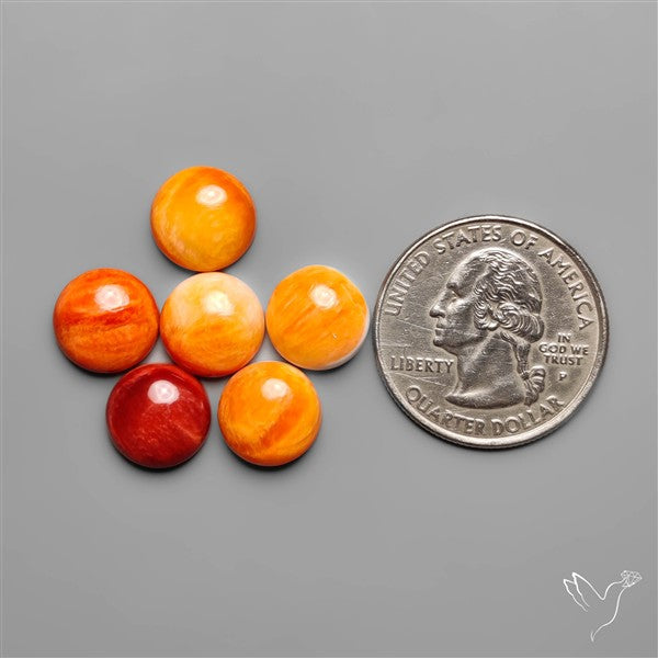 Spiny Oyster Shell Calibrated Cabochons Lot