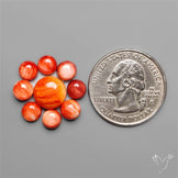 Spiny Oyster Shell Calibrated Cabochons Lot