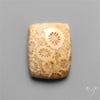 Fossil Coral Cabochon