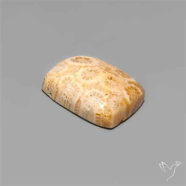 Fossil Coral Cabochon