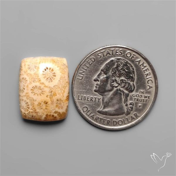 Fossil Coral Cabochon
