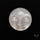 Grey Moonstone Moonface Carving