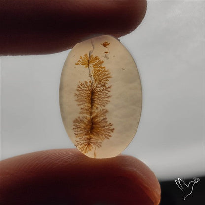 Selected Scenic Dendritic Agate