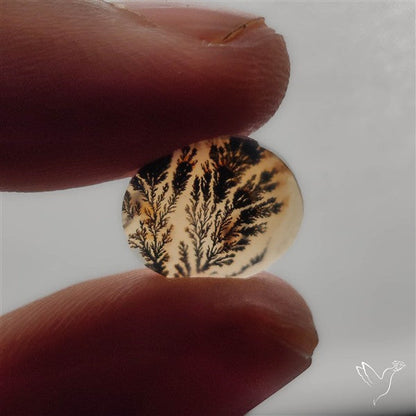 Selected Scenic Dendritic Agate
