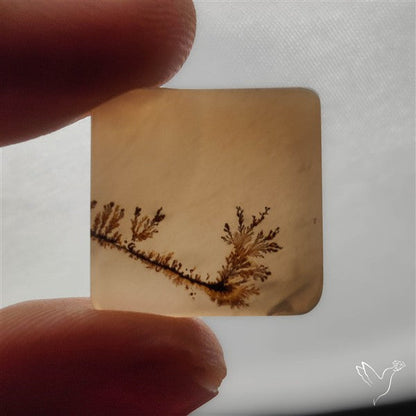 Selected Scenic Dendritic Agate