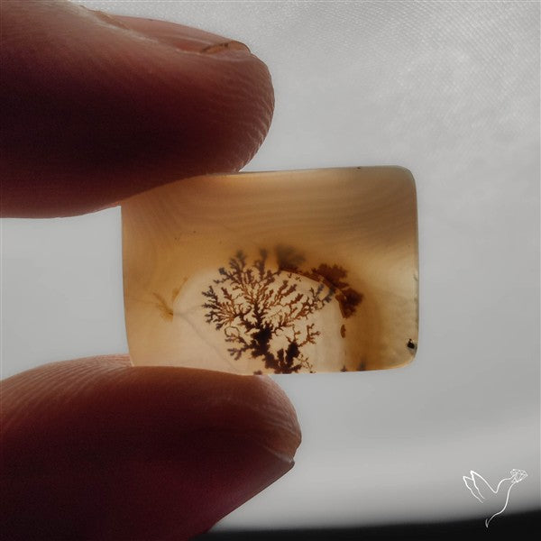 Selected Scenic Dendritic Agate