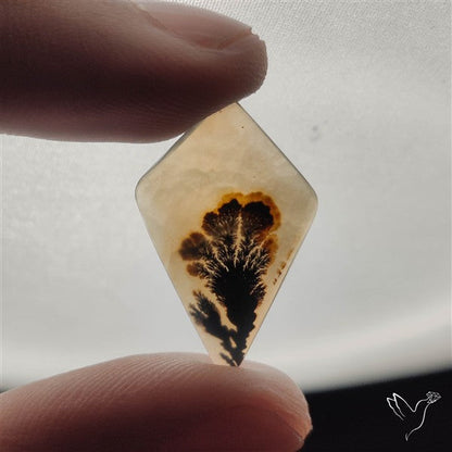 Selected Scenic Dendritic Agate