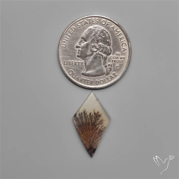 Scenic Dendritic Agate