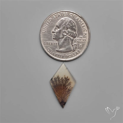 Scenic Dendritic Agate