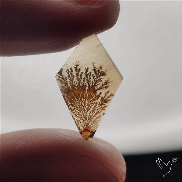 Scenic Dendritic Agate