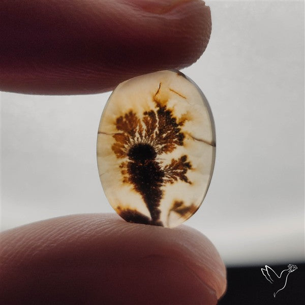 Scenic Dendritic Agate