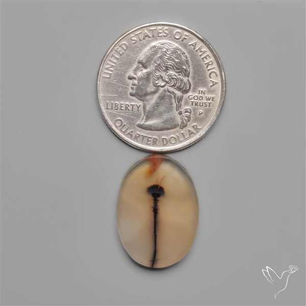 Scenic Dendritic Agate