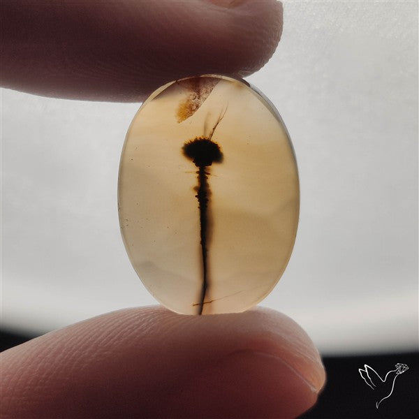 Scenic Dendritic Agate