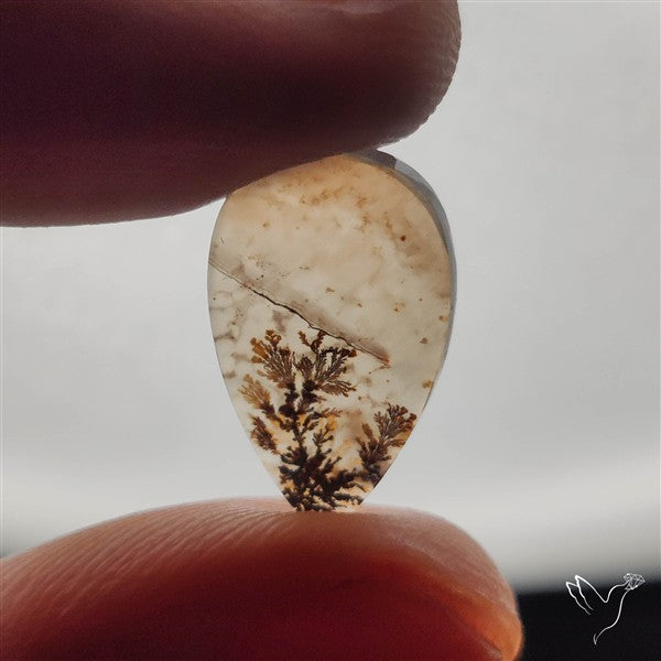 Scenic Dendritic Agate
