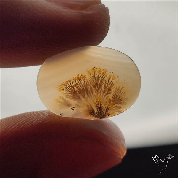 Scenic Dendritic Agate
