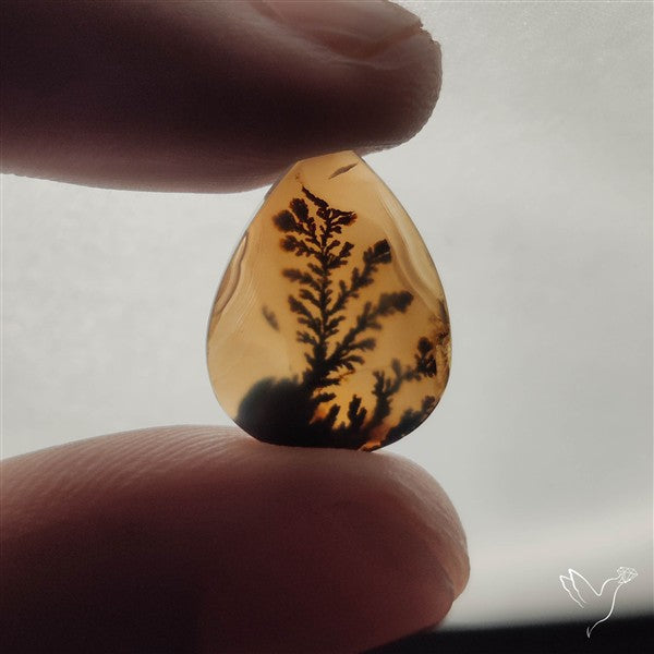 Scenic Dendritic Agate