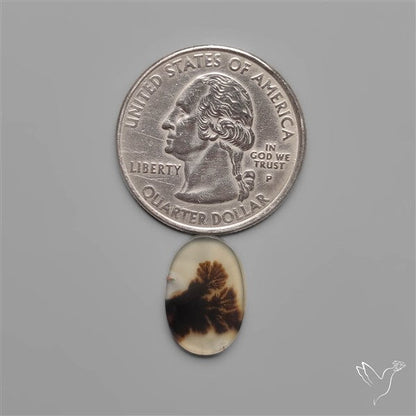 Scenic Dendritic Agate