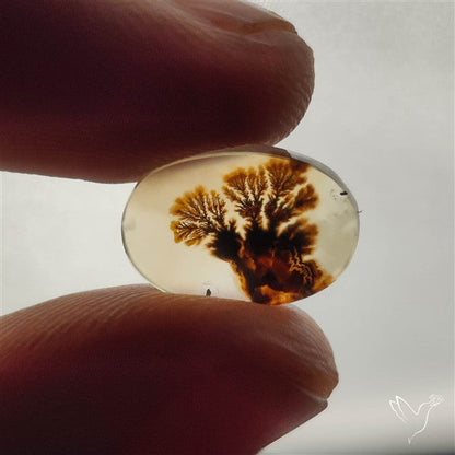 Scenic Dendritic Agate
