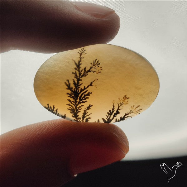 Scenic Dendritic Agate