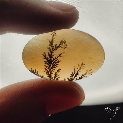 Scenic Dendritic Agate
