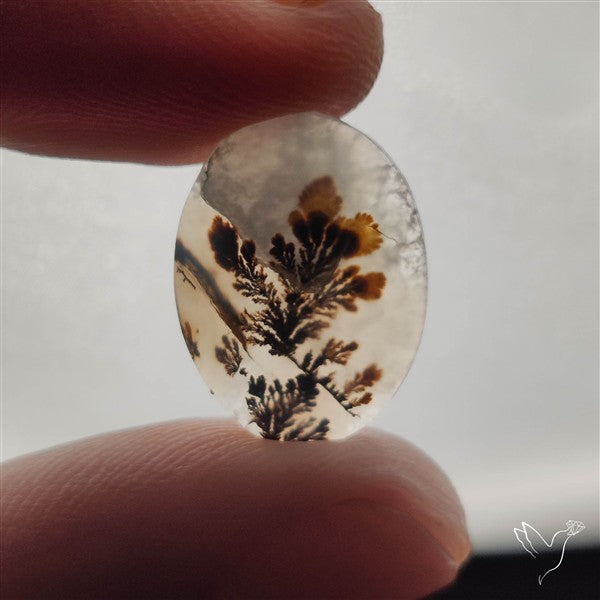 Scenic Dendritic Agate
