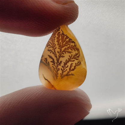 Scenic Dendritic Agate