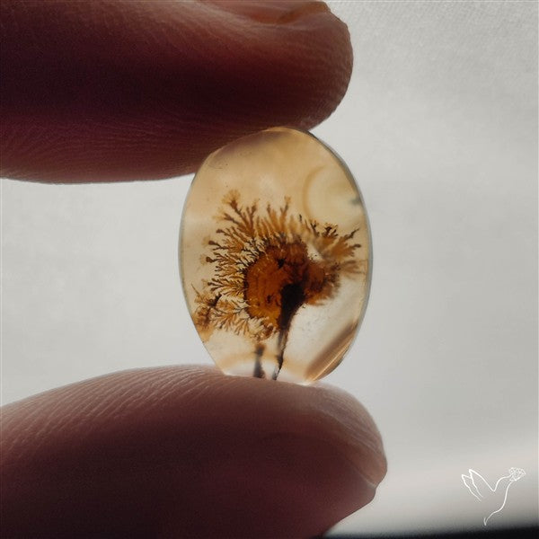 Scenic Dendritic Agate