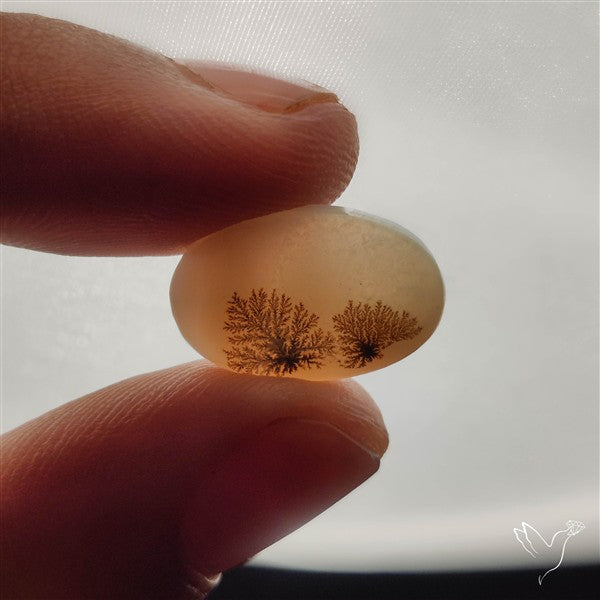 Scenic Dendritic Agate