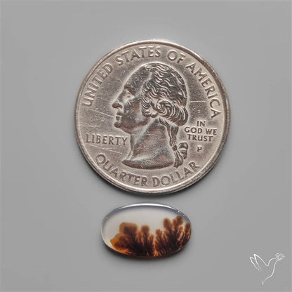 Scenic Dendritic Agate
