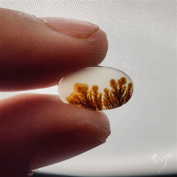 Scenic Dendritic Agate