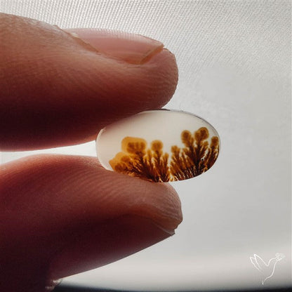Scenic Dendritic Agate