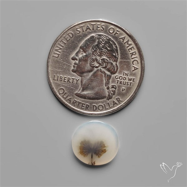 Scenic Dendritic Agate