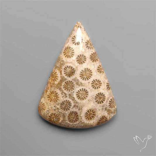 Fossil Coral Cabochon