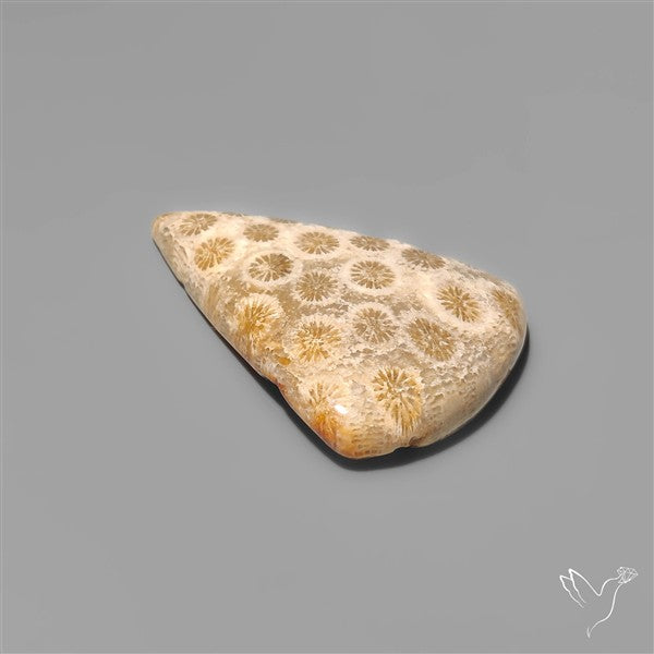 Fossil Coral Cabochon