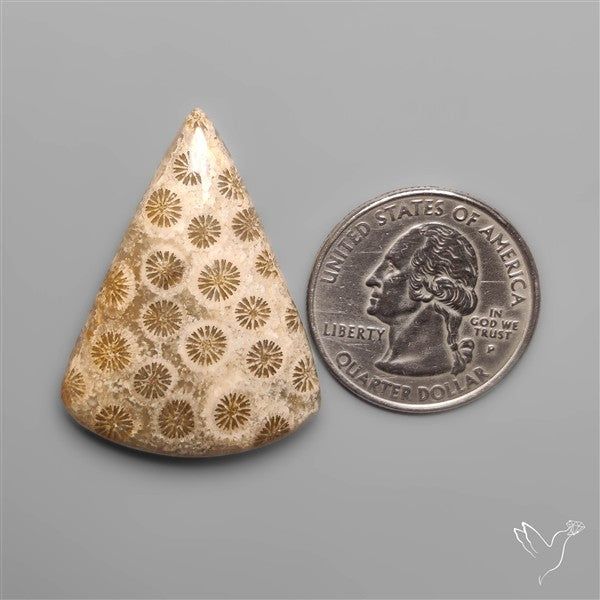 Fossil Coral Cabochon