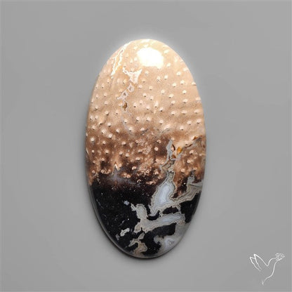 Indonesian Palmroot Agate Cabochon