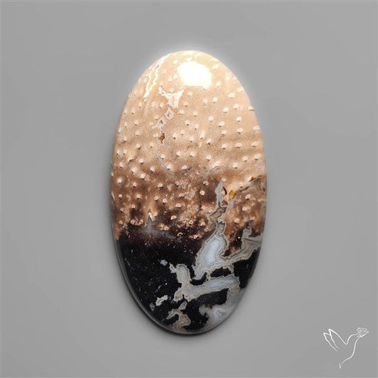 Indonesian Palmroot Agate Cabochon