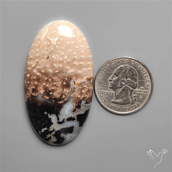 Indonesian Palmroot Agate Cabochon