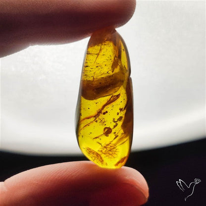 Raw Natural Baltic Amber