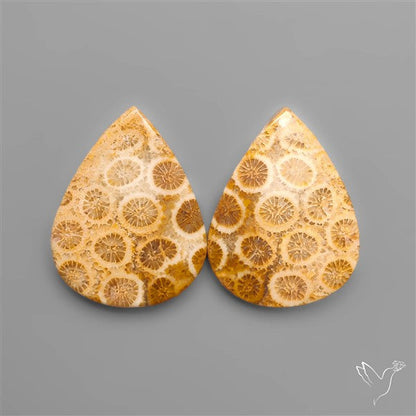 Fossil Corals Pair