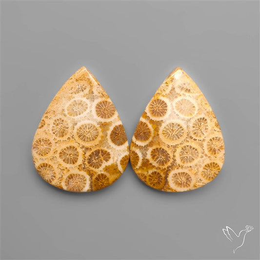Fossil Corals Pair